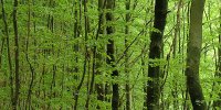 trees